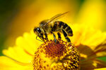 蜜蜂与花朵的故事