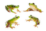 绿色草蛙摄影图片
