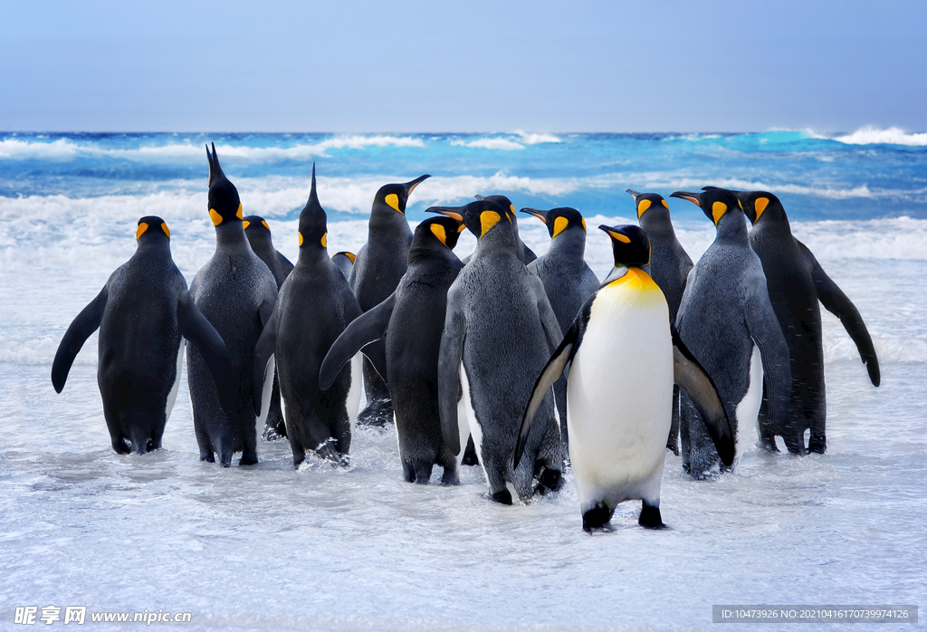 冰川上的一群企鹅