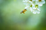 蜜蜂盘旋在桃花前方