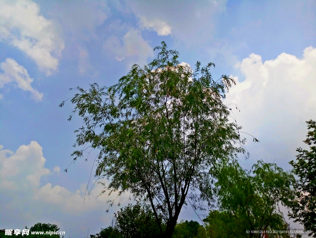 蓝天白云下的绿色树木