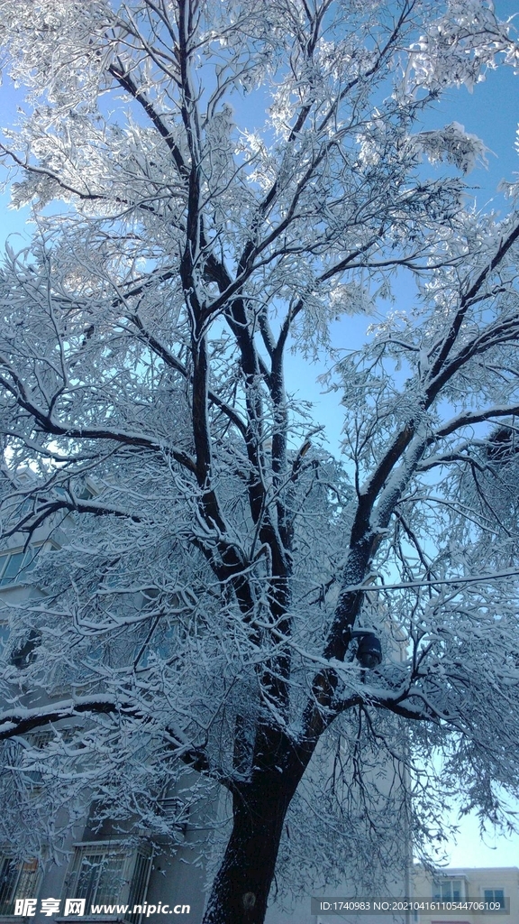 雪景