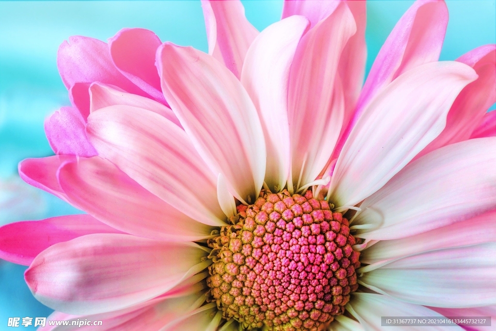 雛菊