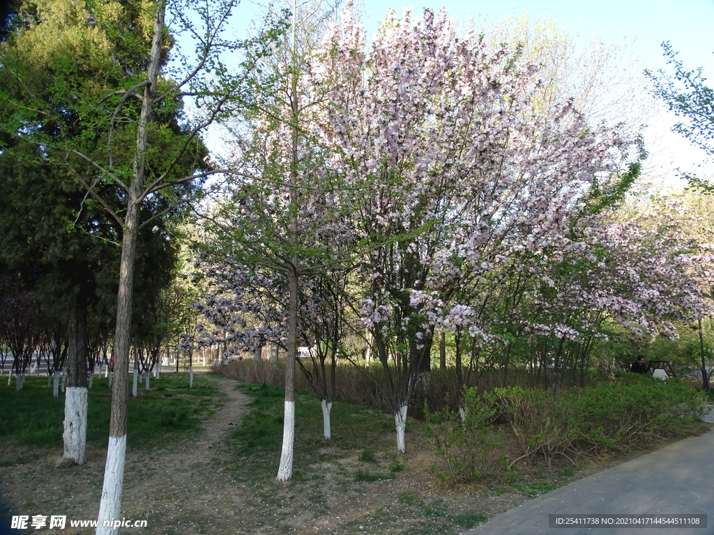 公園樹開花