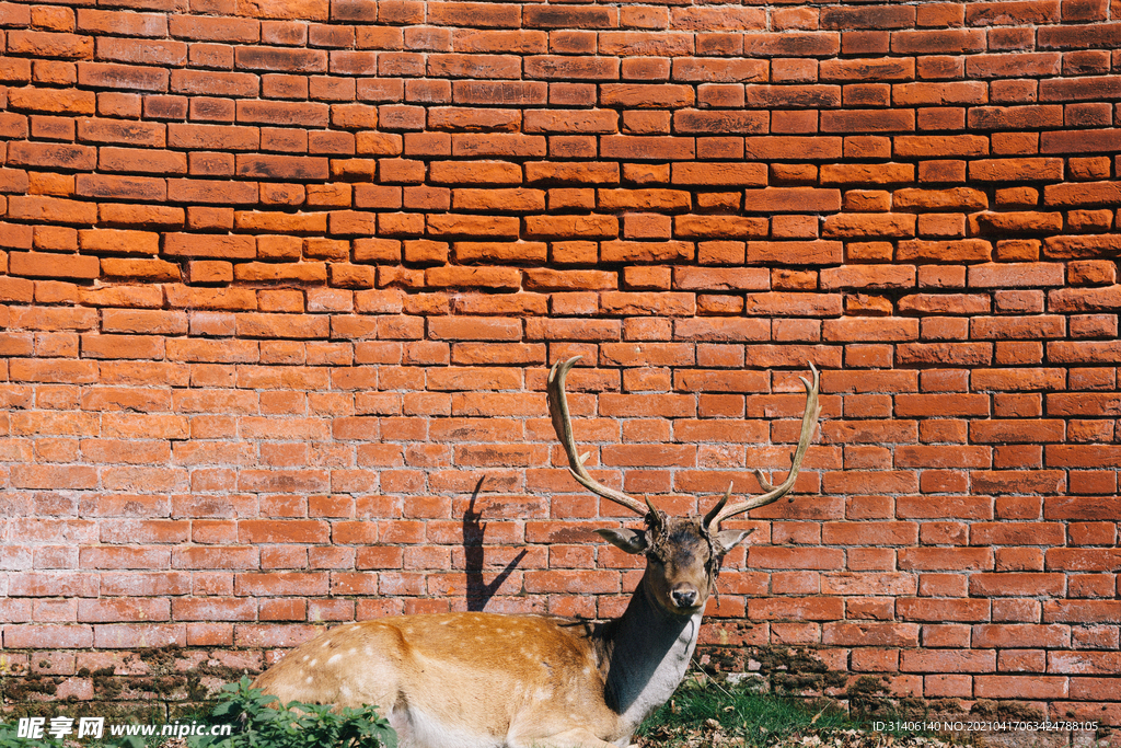 鹿和红色砖墙图片