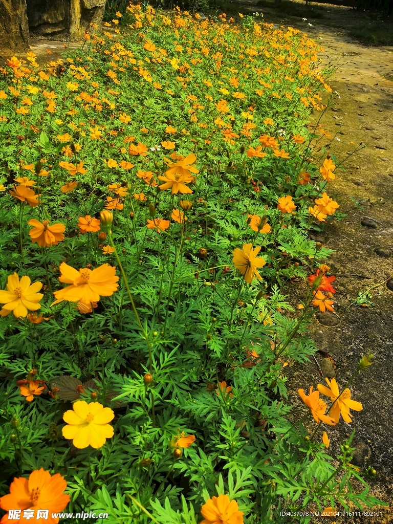 田园小花  黄色小花 小菊花