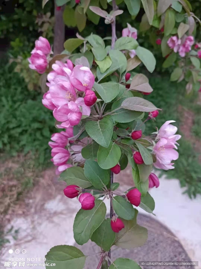 海棠花開(kāi)