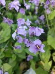 紫色银扇草小花