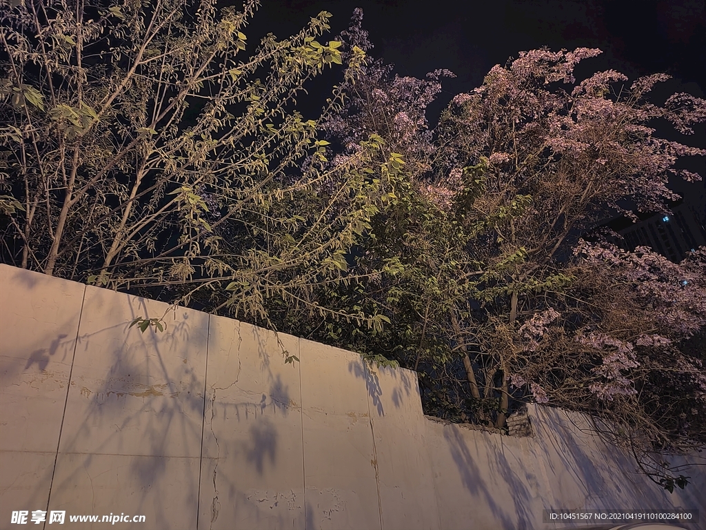 夜晚墻外梧桐花