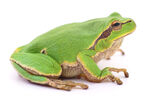 草绿青蛙摄影图片