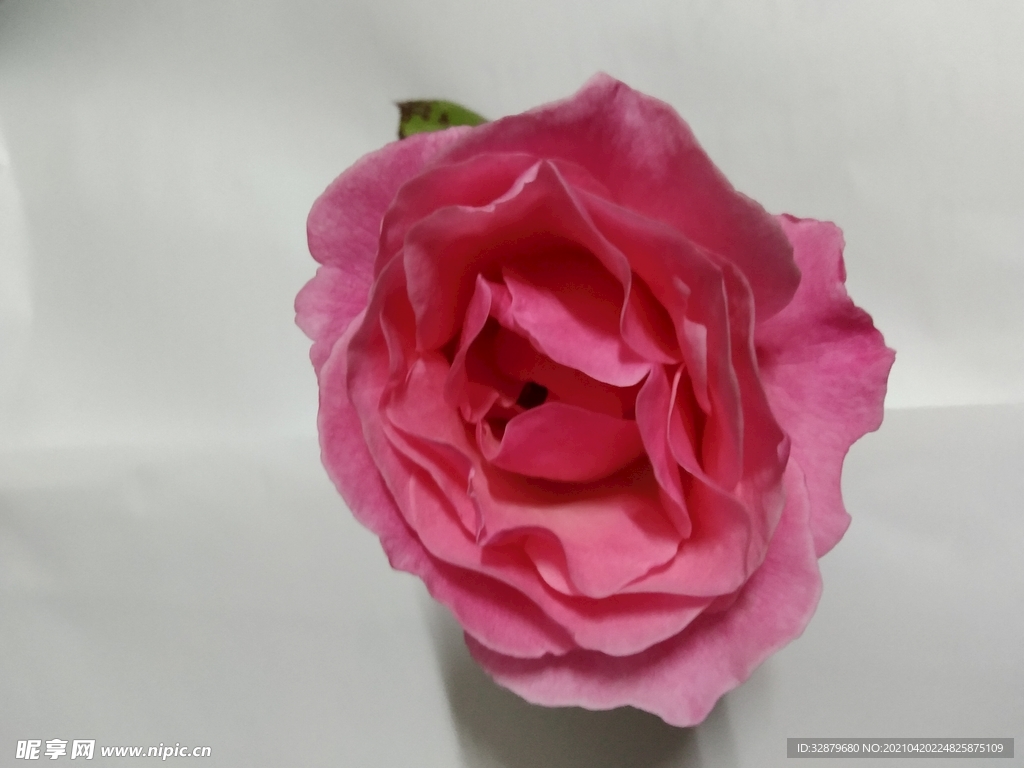 玫瑰花