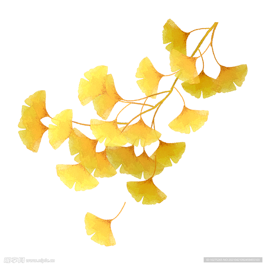 秋天银杏树枝落叶
