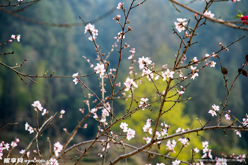 桃花