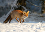 雪地里觅食的火狐狸