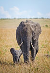 可爱的小象追随在母象身边