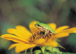 花朵上的小青蛙