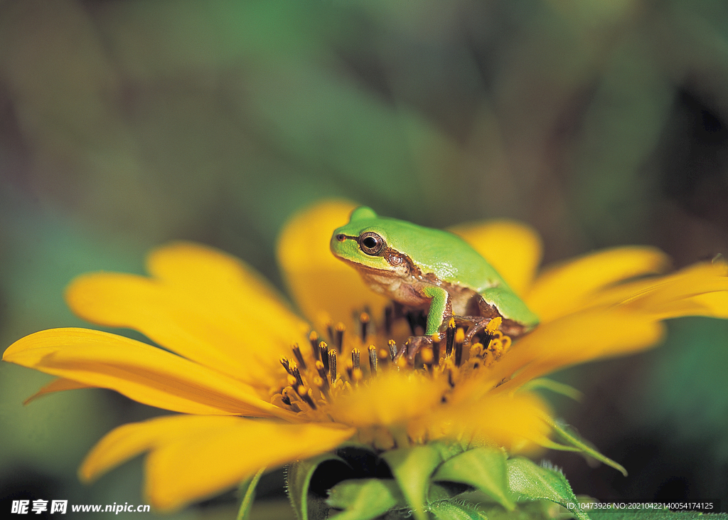 花朵上的小青蛙