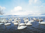 湖水上的一群天鹅