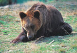 草地上俯卧的棕熊