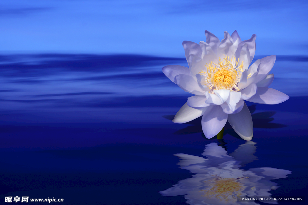 蓮花