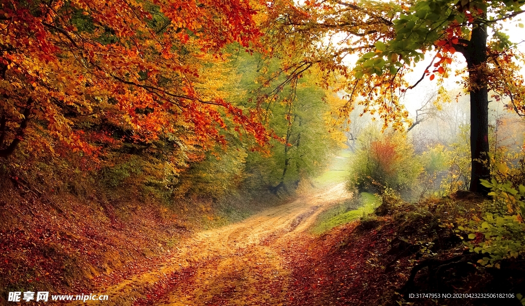 秋季的午后小道