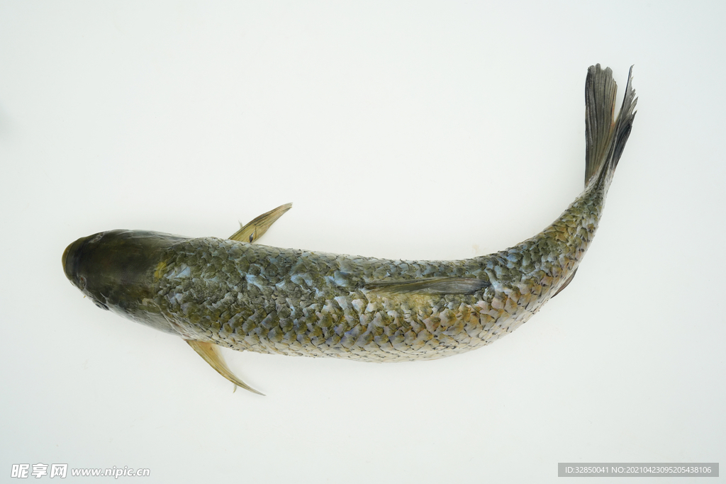 海鲜食品草鱼摄影图