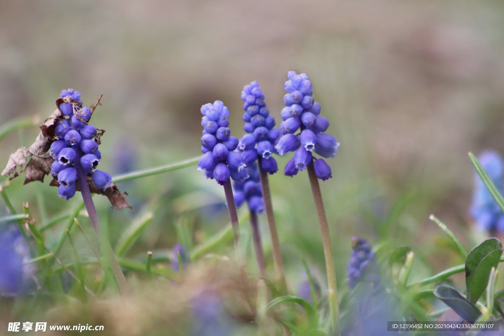 藍色風(fēng)信子鮮花