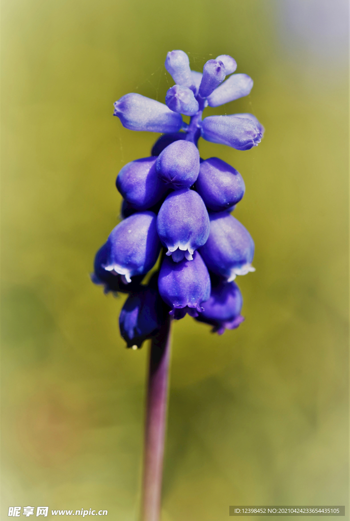 藍色風信子鮮花