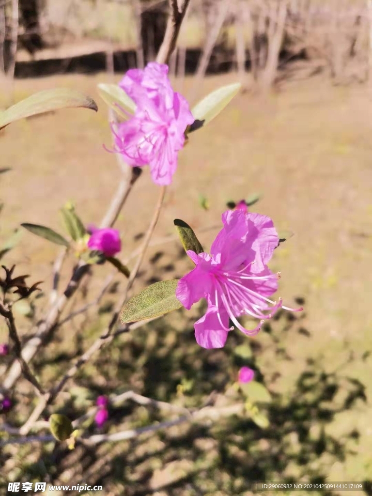 春花