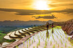 夕阳下的水稻田