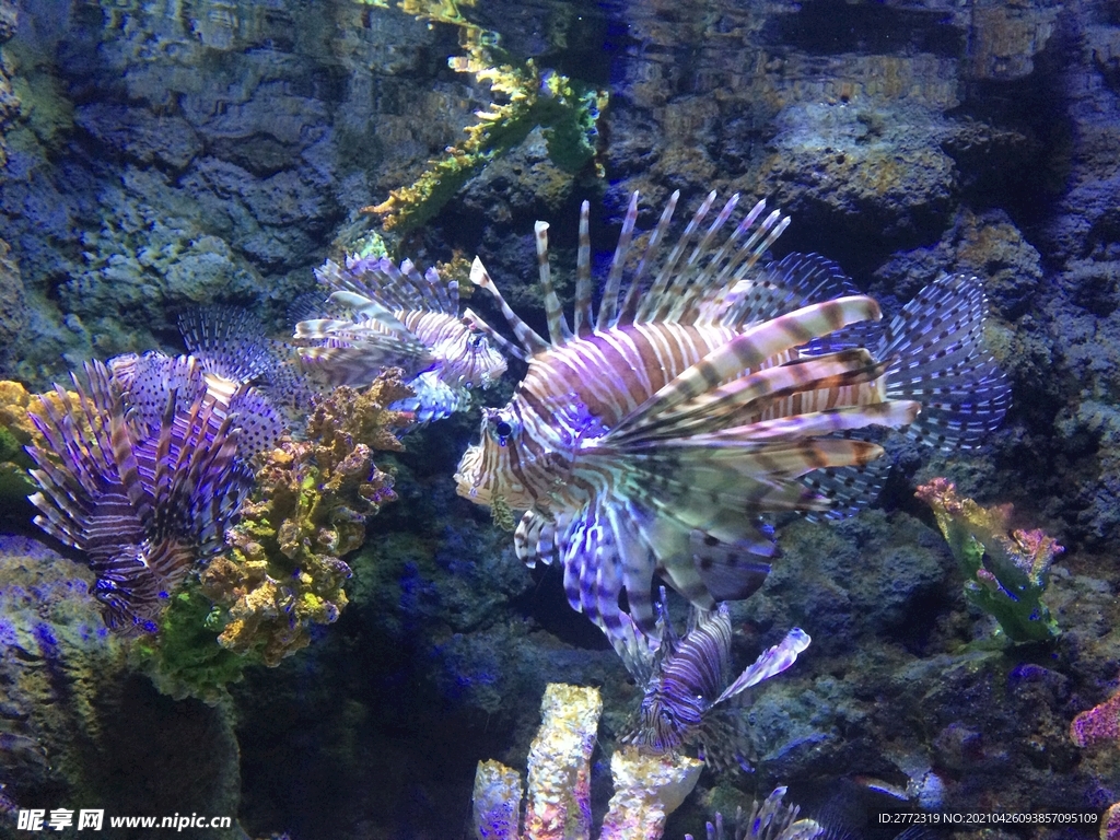 獅子魚