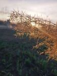 植物夕陽