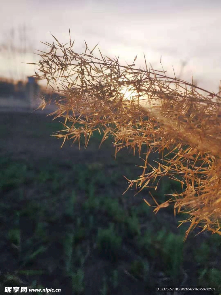 植物夕陽