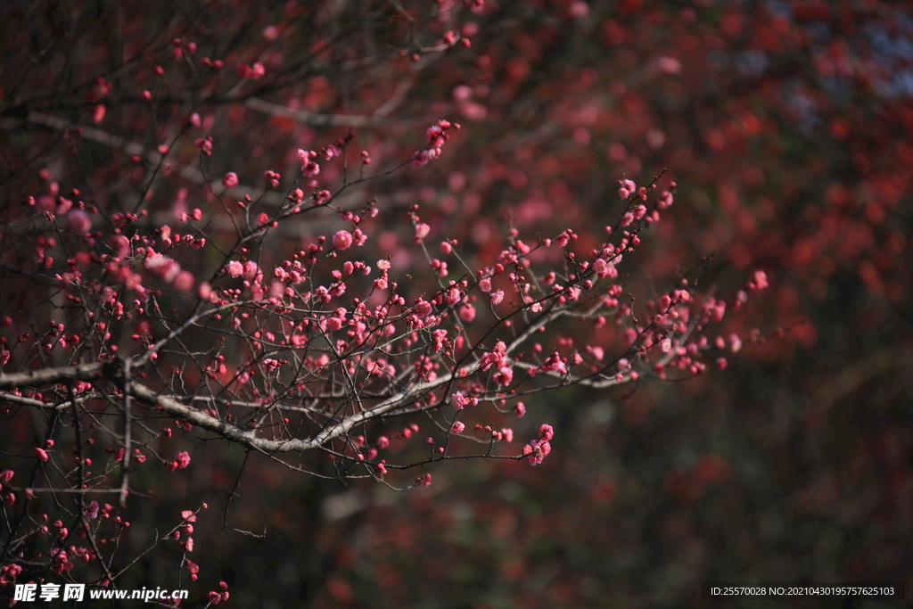 紅梅
