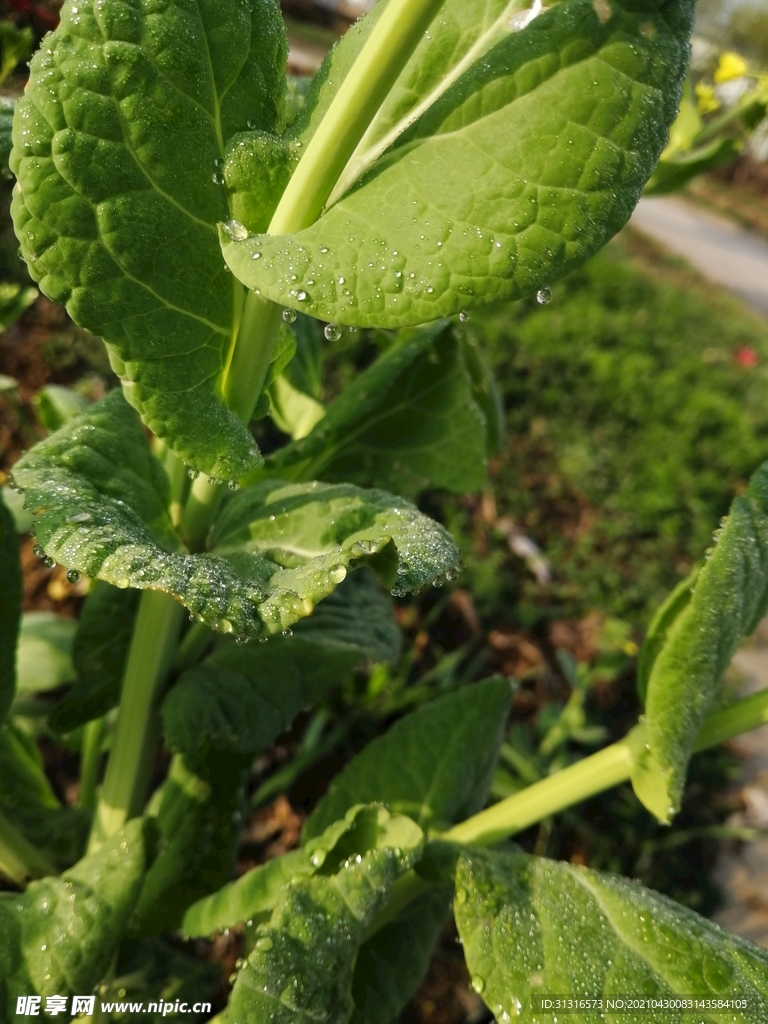  花 植物 綠色 天然 水珠