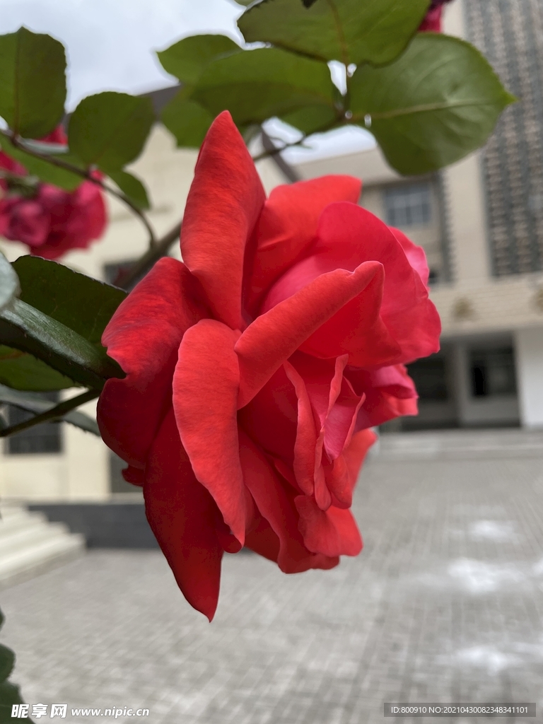 月季花