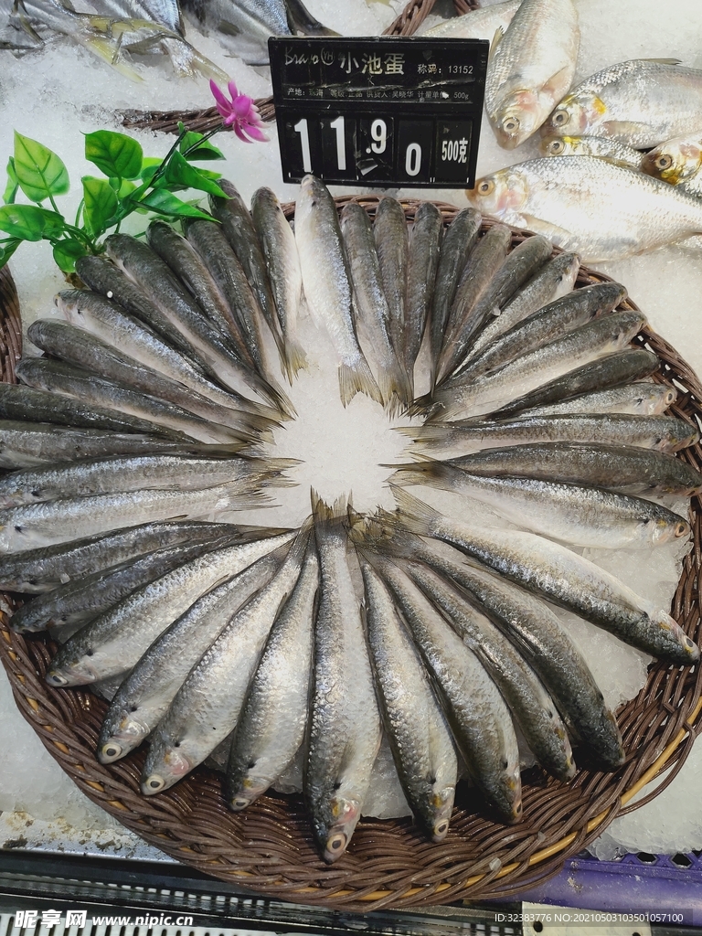 池蛋魚