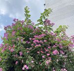 春天的薔薇