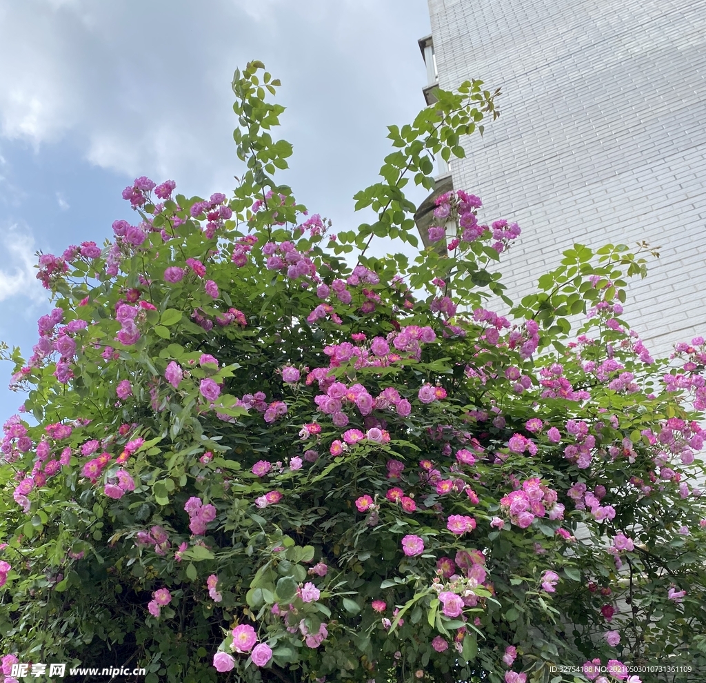 春天的薔薇