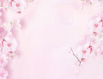 粉色桃花背景壁纸