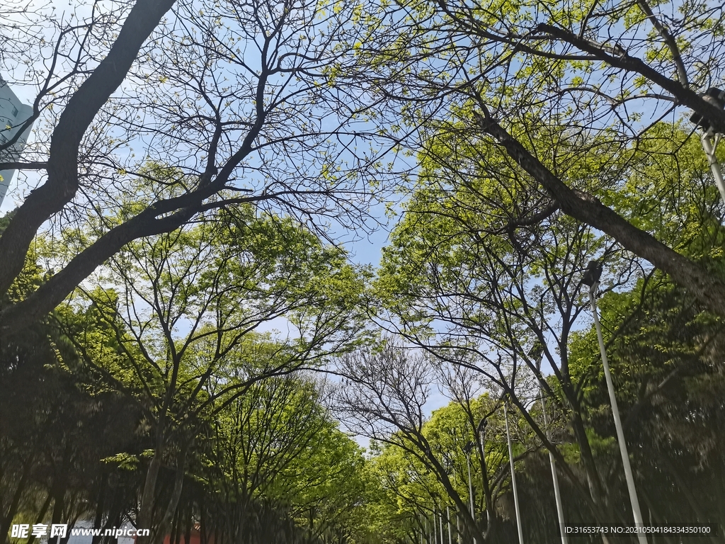 綠茵 樹林