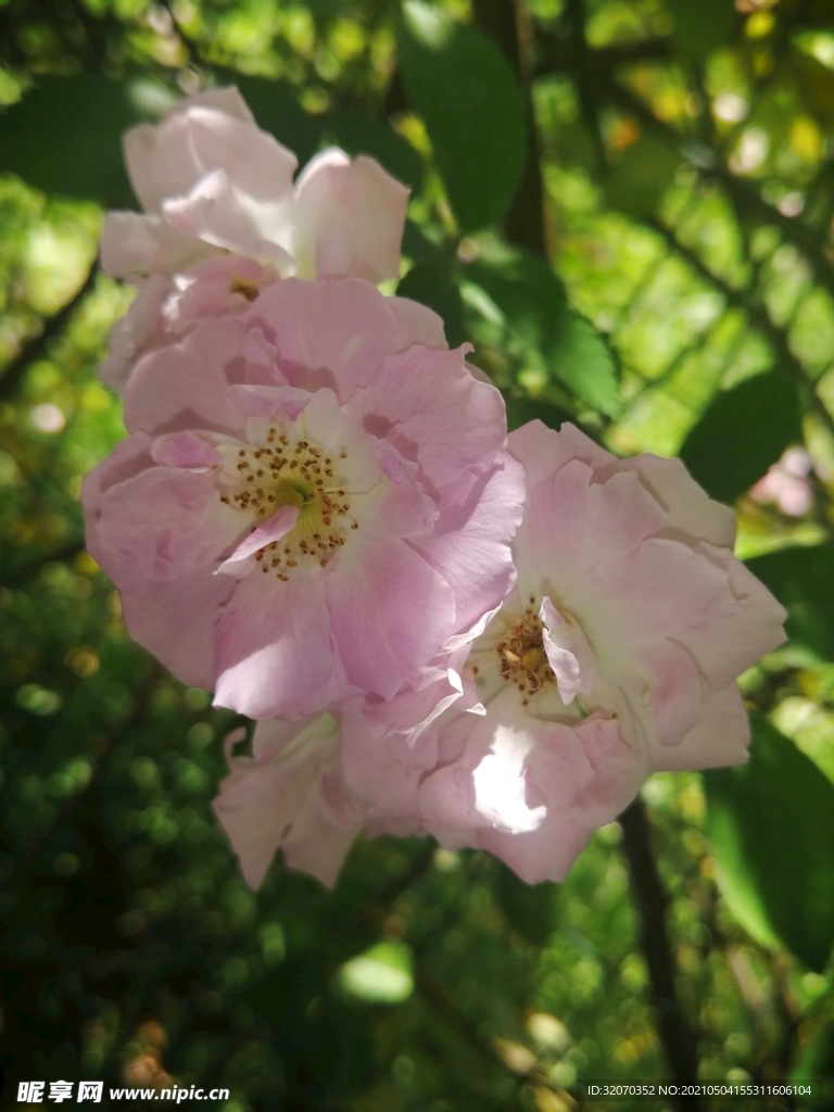 薔薇