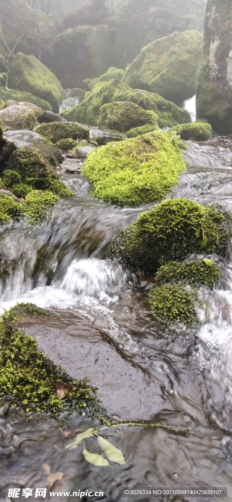 青苔山水