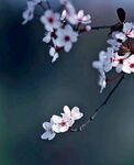 千樹萬樹梨花開