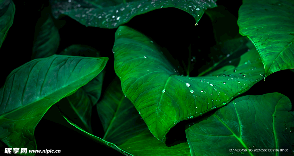綠色植物背景圖
