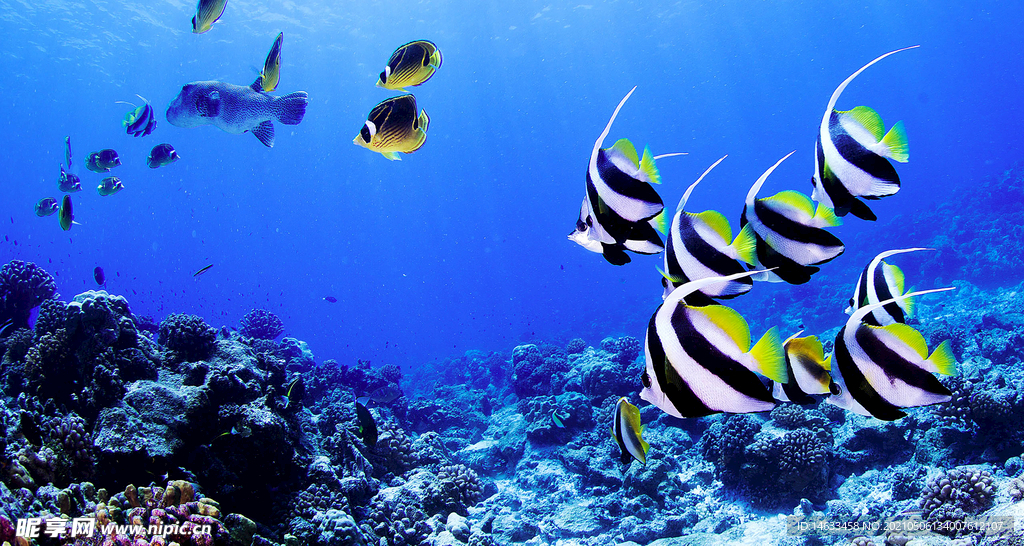 海底世界魚兒