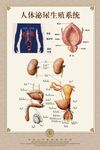 人体泌尿生殖系统海报