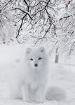 雪白狐狸可爱动物