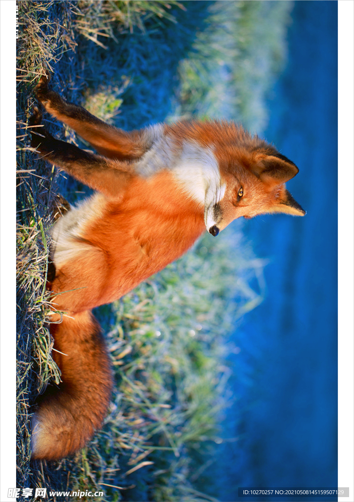 狐貍野生動物