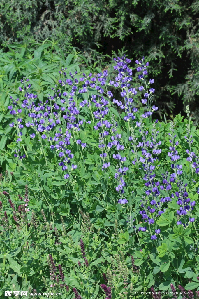  園林花卉